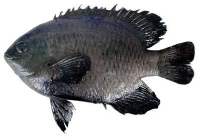 Neoglyphidodon melas