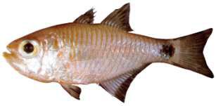 Taeniamia fucata