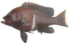 Aethaloperca rogaa
