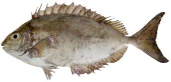 Siganus argenteus