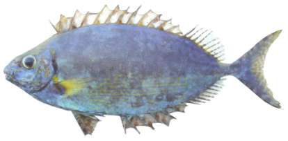 Siganus argenteus