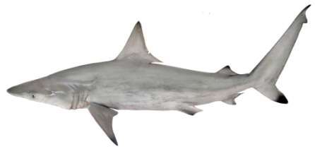 Carcharhinus limbatus