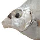 Leiognathus equulus