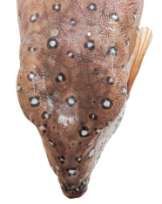 Ostracion cubicus