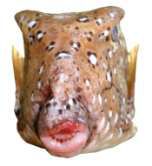 Ostracion cubicus