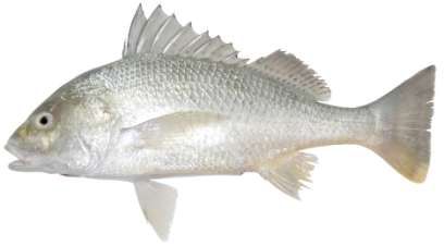 Pomadasys kaakan