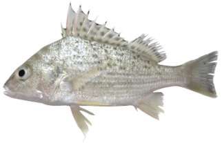 Pomadasys kaakan