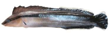 Aspidontus taeniatus