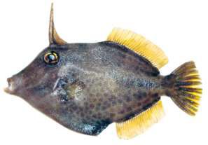 Cantherhines pardalis
