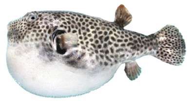 Arothron stellatus