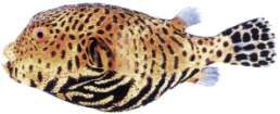 Arothron stellatus