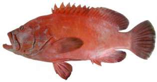 Cephalopholis sonnerati