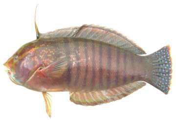 Coris formosa