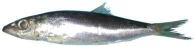 Dussumieria elopsoides