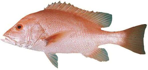 Lutjanus malabricus