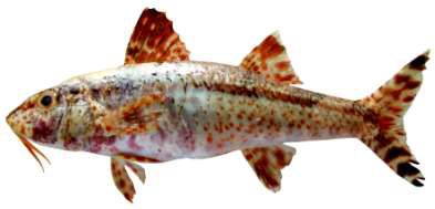 Upeneus tragula