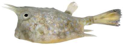 Lactoria cornuta