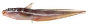 Plotosus lineatus