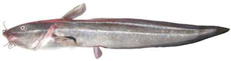 Plotosus lineatus