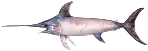 Xiphias gladius