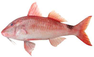 Parupeneus rubescens
