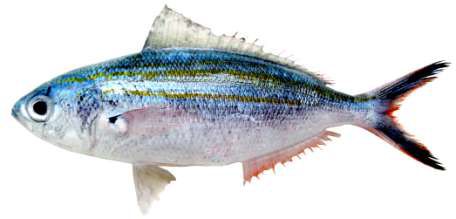 Caesio varilineata