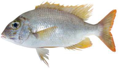 Gymnocranius grandoculis
