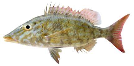 Lethrinus olivaceus