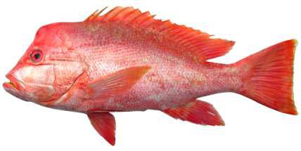 Lutjanus sanguineus
