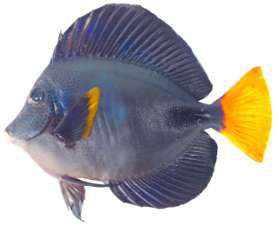 Zebrasoma xanthurum