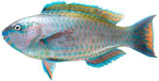 Scarus psittacus
