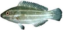 Scarus psittacus