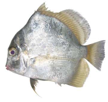 Drepane longimana