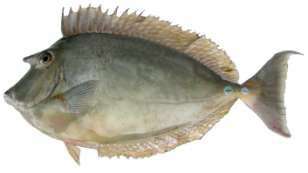Naso unicornis