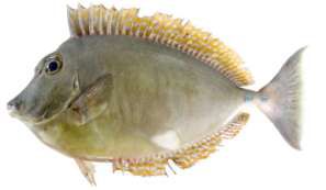 Naso unicornis