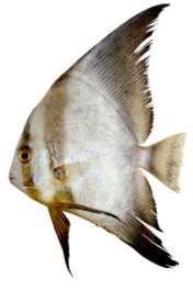Platax orbicularis