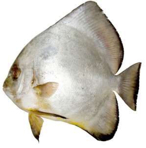 Platax orbicularis