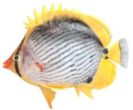 Chaetodon melannotus