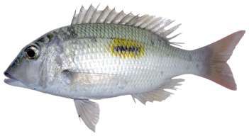 Lethrinus harak