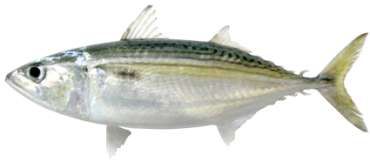 Rastrelliger kanagurta
