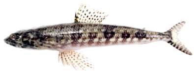 Synodus variegatus