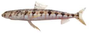 Synodus variegatus