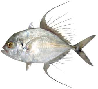 Carangoides chiliarius