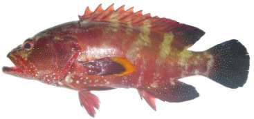 Cephalopholis hemistiktos