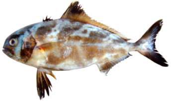 Seriolina nigrofasciata