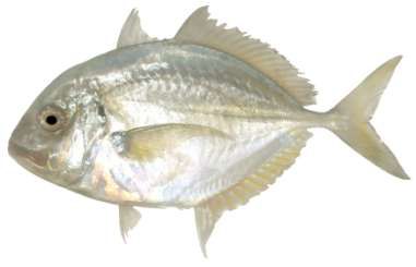Carangoides chrysophrys