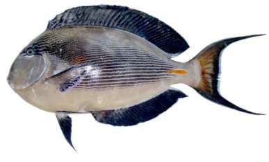 Acanthurus sohal