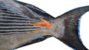 Acanthurus sohal
