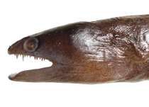 Gymnothorax herrei