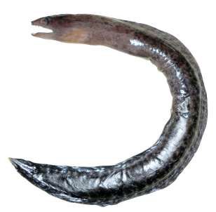 Gymnothorax herrei
